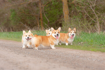 a group of Welsh corgi dogs on a spring walk in the grass running