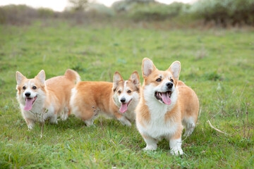 a group of Welsh corgi dogs on a spring walk in the grass running