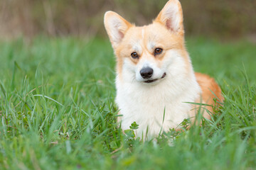 a welsh corgi dog on a spring walk in the grass looks