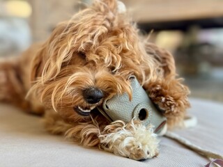 Playful Small Dog Chewing a Case on the Couch – Mischievous Pet at Home.
