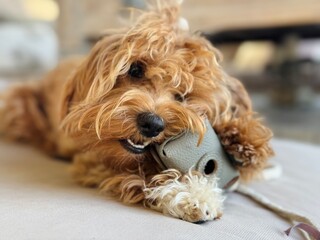 Playful Small Dog Chewing a Case on the Couch – Mischievous Pet at Home.