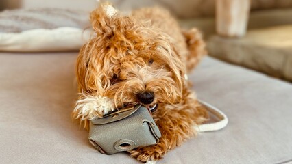 Playful Small Dog Chewing a Case on the Couch – Mischievous Pet at Home.