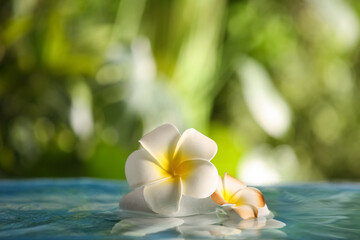 Lake with spa stones and beautiful plumeria flowers in tropical garden