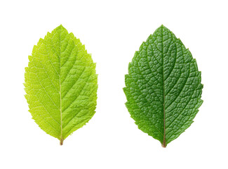 Fototapeta premium Two isolated leaves of differing shades, front and back, are presented against a black background