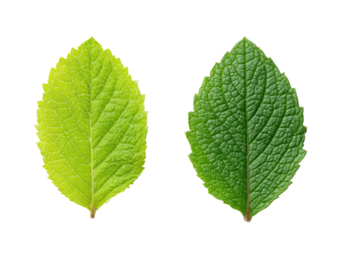 Two isolated leaves of differing shades, front and back, are presented against a black background
