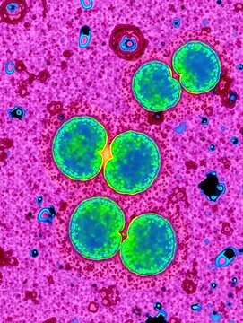 3D biomedical animation of Neisseria meningitidis bacteria for educational use