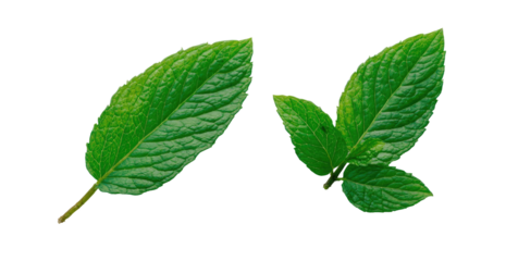 Two vibrant green mint leaves isolated against a black background, showcasing detail