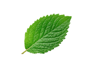 Fototapeta premium A single, textured green leaf isolated against a black background, showing detailed veins