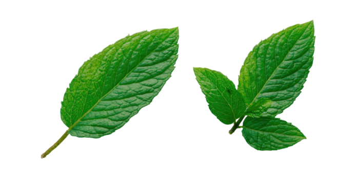 Two vibrant green mint leaves isolated against a black background, showcasing detail