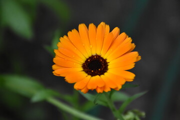 Radiant Calendula Flowers in Bloom

