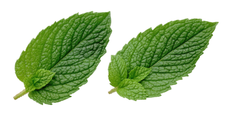 Two vibrant green mint leaves with intricate veining isolated on a stark black background