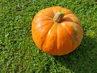 pumpkin on grass