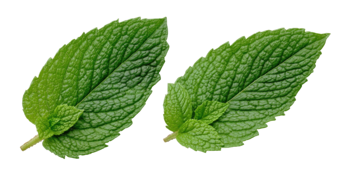 Two vibrant green mint leaves with intricate veining isolated on a stark black background