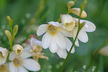 creamy flower -Tritonia gladiolaris