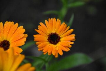 Radiant Calendula Flowers in Bloom

