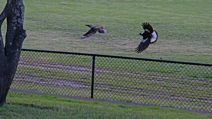Magpie chasing kookaburra in the park