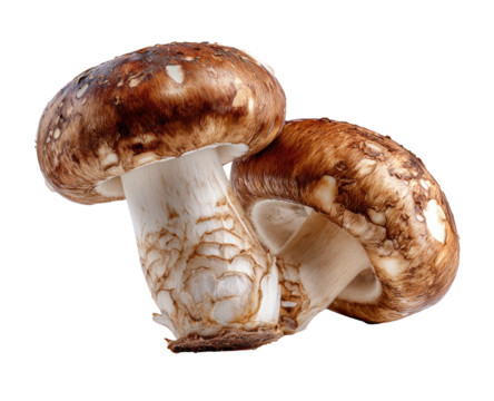 Two fresh, brown, cap-like fungi with white stems, set against a stark black background