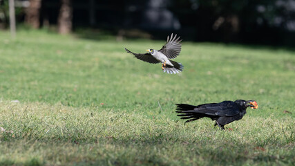 Noisy minor versus Magpie in the park