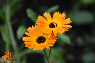 Radiant Calendula Flowers in Bloom

