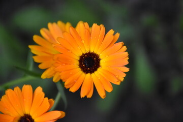 Radiant Calendula Flowers in Bloom

