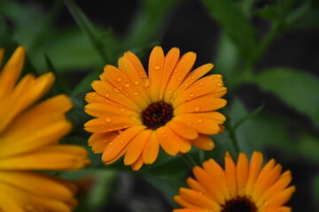 Radiant Calendula Flowers in Bloom


