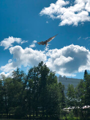 bird in a flight