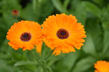 Radiant Calendula Flowers in Bloom


