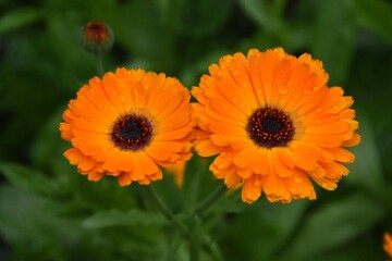 Radiant Calendula Flowers in Bloom

