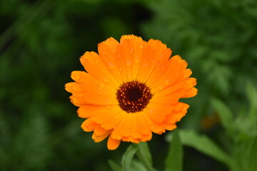 Radiant Calendula Flowers in Bloom

