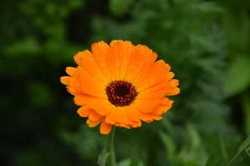 Radiant Calendula Flowers in Bloom

