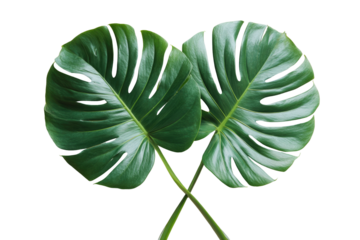 Two large, glossy, green Monstera leaves cross against a stark black backdrop