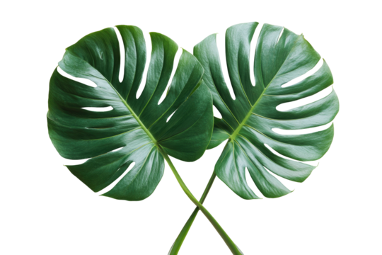Two large, glossy, green Monstera leaves cross against a stark black backdrop