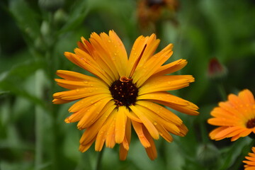 Radiant Calendula Flowers in Bloom

