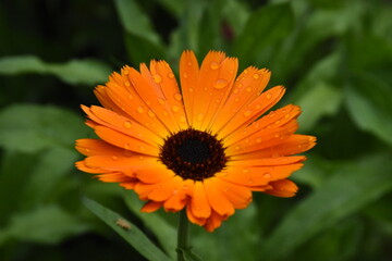 Radiant Calendula Flowers in Bloom

