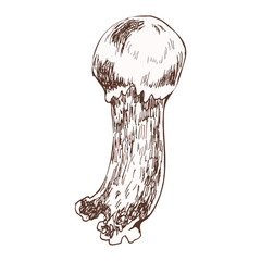 Autumn edible mushroom ink vector graphics. Hand drawn forest fungus, seasonal healthy vegan food clipart for menu, invitation, packing design. Craft rustic decor