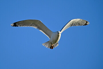 Steppenmöwe // Caspian gull (Larus cachinnans) - Donaudelta, Rumänien