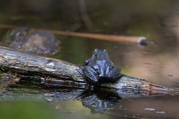 Frog resting on a branch