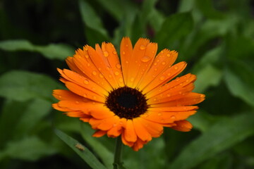 Radiant Calendula Flowers in Bloom


