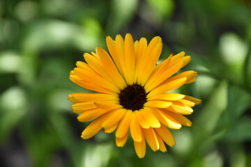 Radiant Calendula Flowers in Bloom

