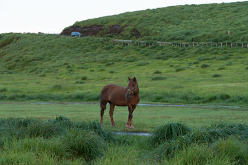 早朝の草千里ヶ浜と馬