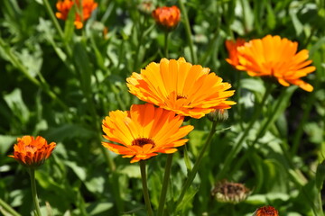 Radiant Calendula Flowers in Bloom

