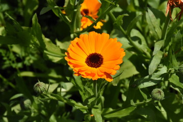 Radiant Calendula Flowers in Bloom

