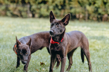 Rescued dogs during daily routine activities such as free walk and run, socialization and obedience...