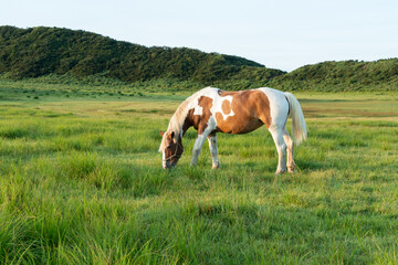 早朝の草千里ヶ浜と馬