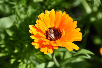 Radiant Calendula Flowers in Bloom

