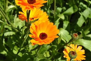 Radiant Calendula Flowers in Bloom

