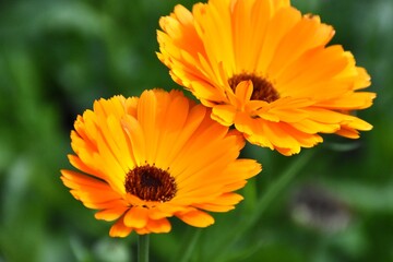 Radiant Calendula Flowers in Bloom

