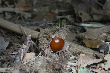 地面に落ちた栗
