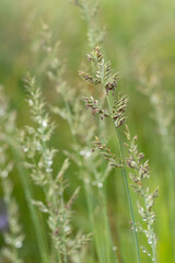 トダシバの小穂と花
