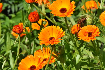 Radiant Calendula Flowers in Bloom

